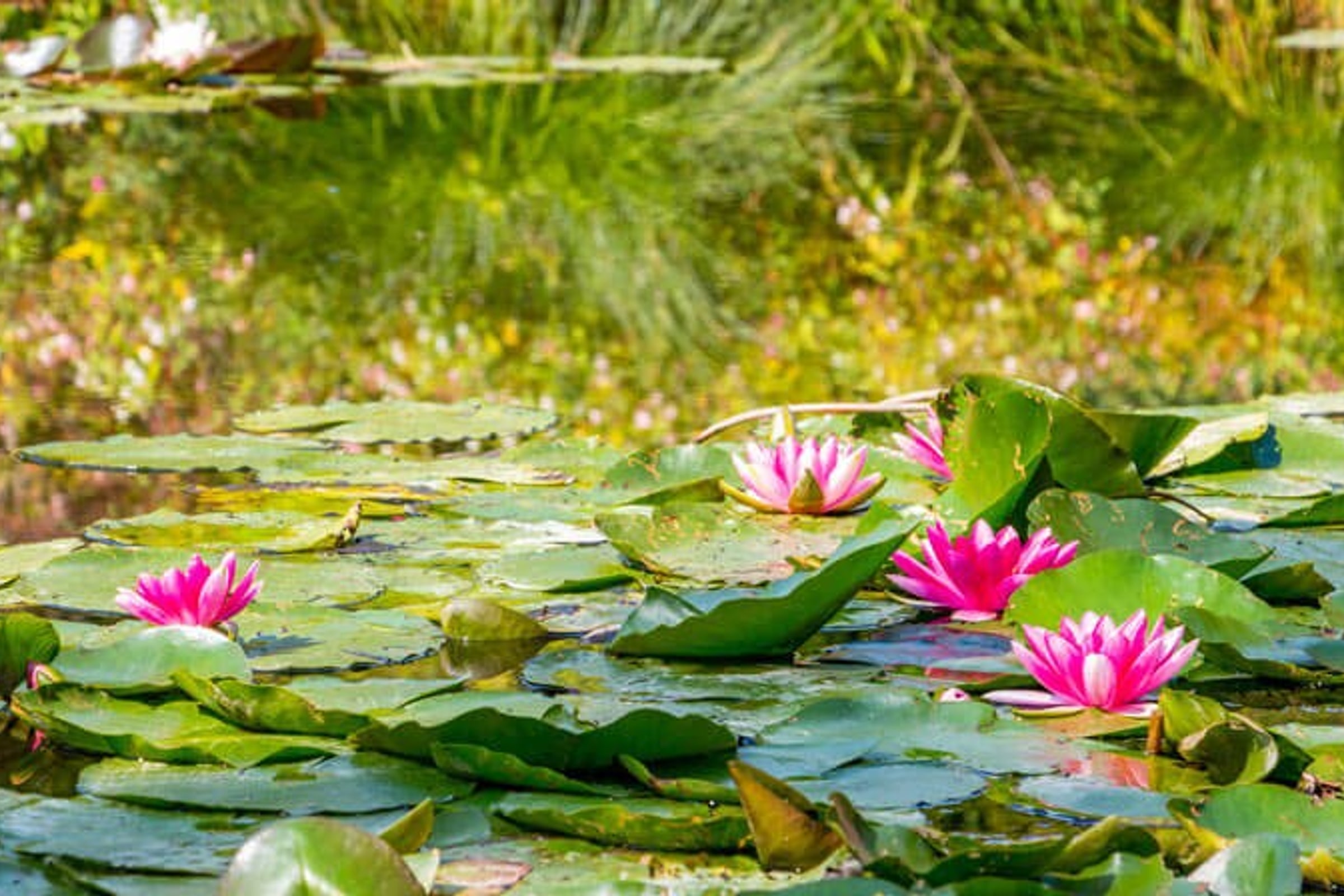 Half Day Trip Giverny Monet's Gardens Audio Guided Tour from Paris with transportation