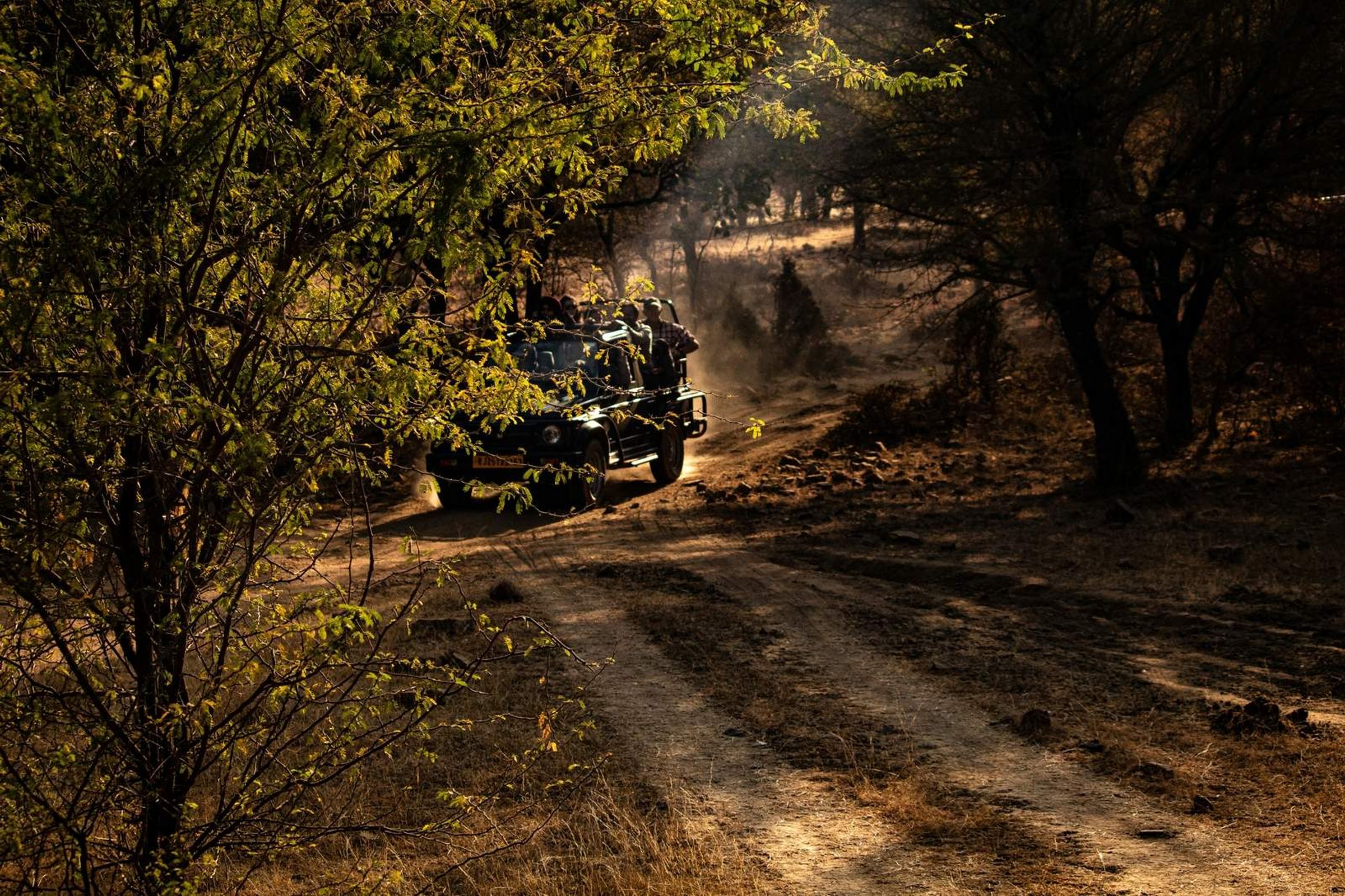 India and Tigers Tour
