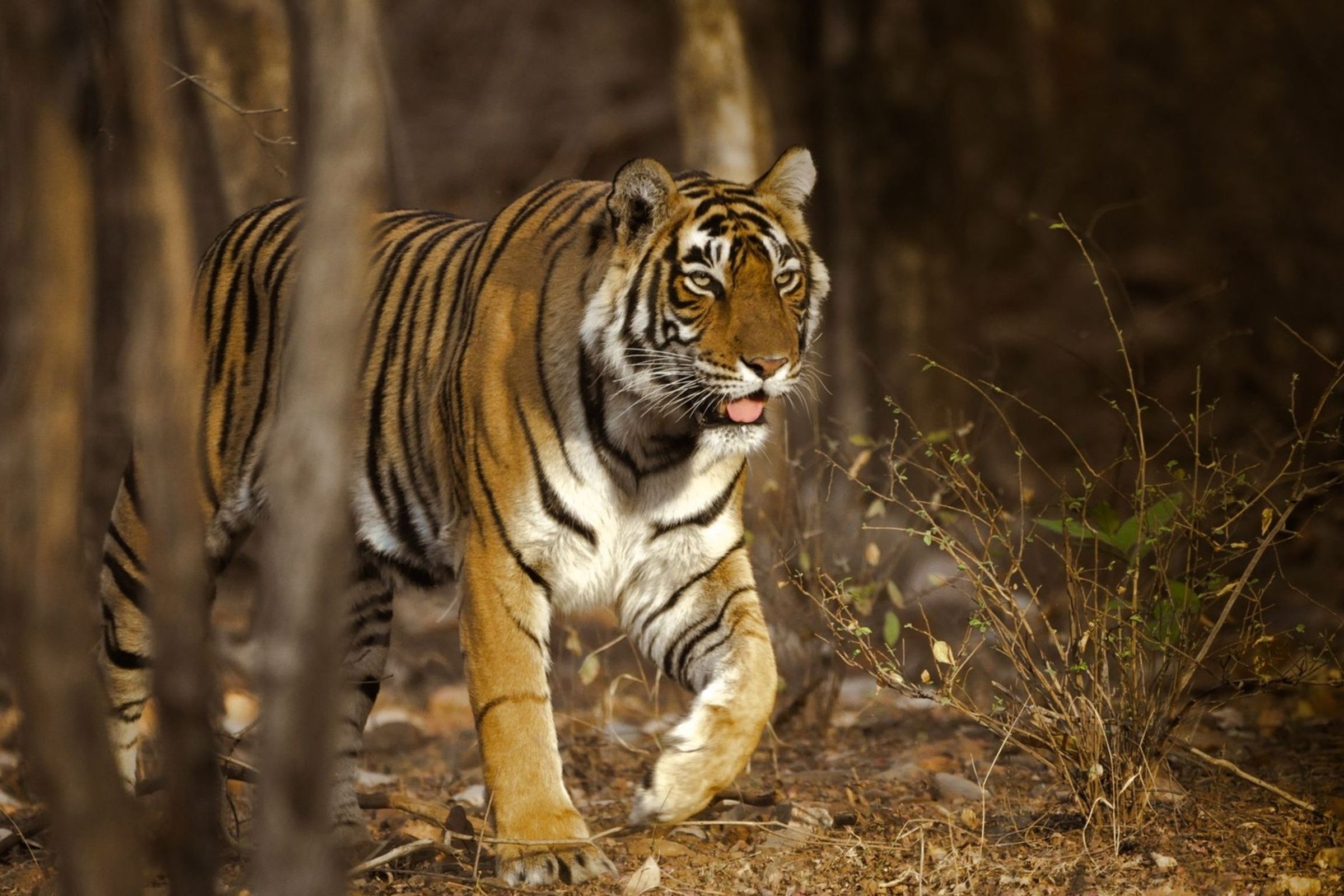 India Wildlife Journey