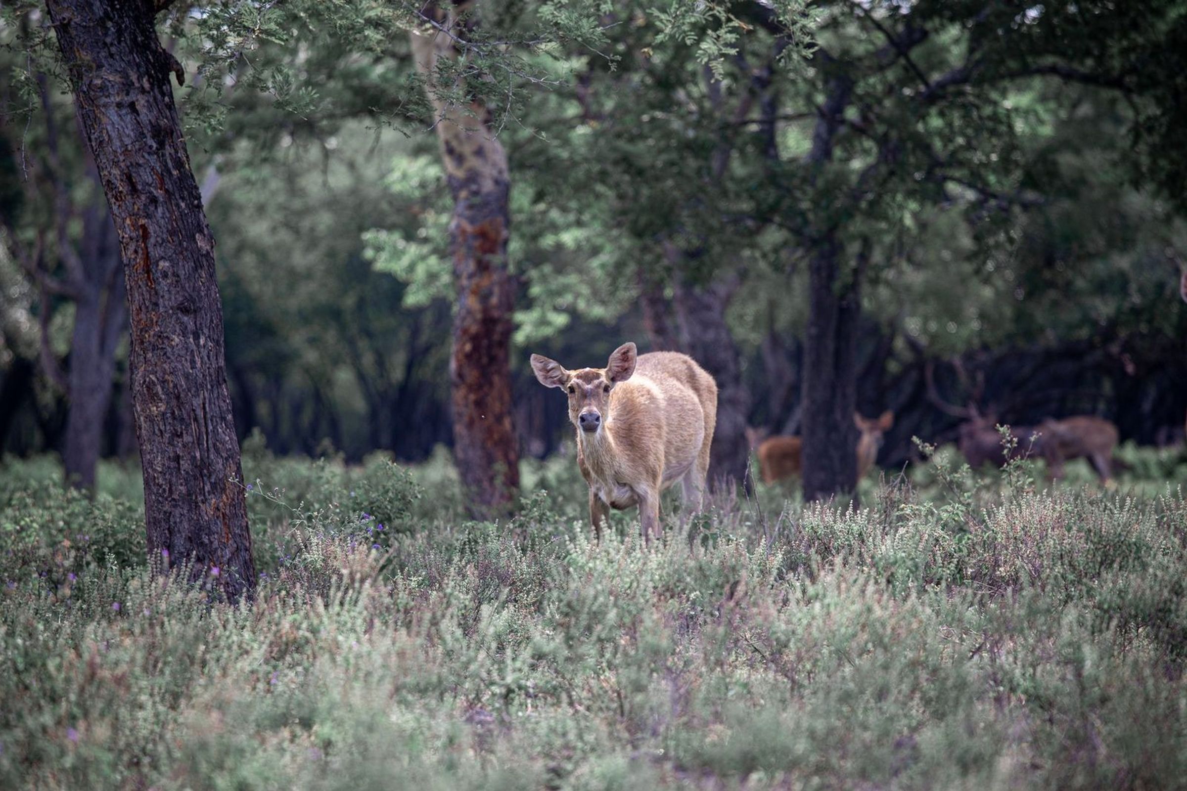 India Wildlife Journey