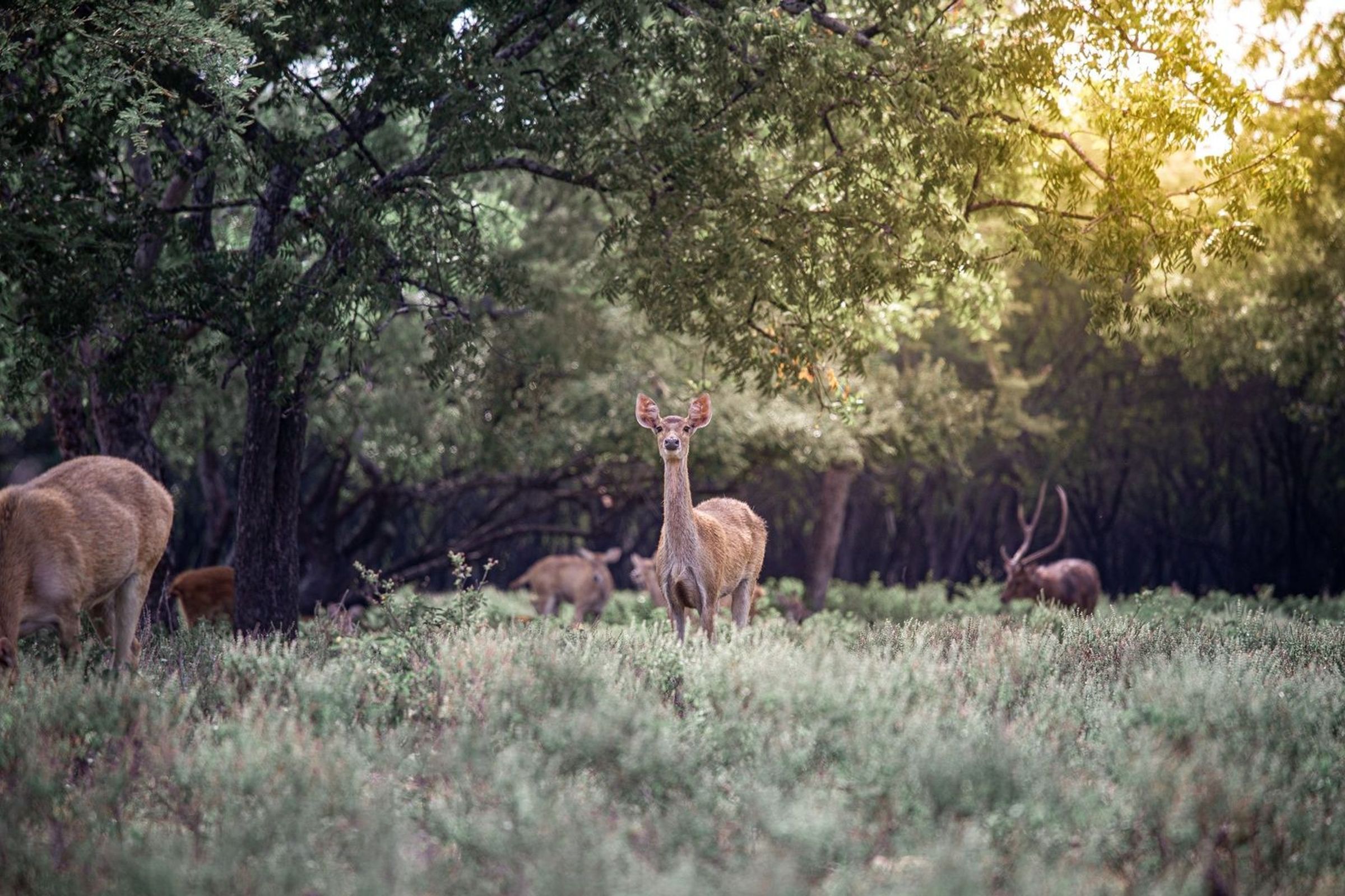 India Wildlife Journey