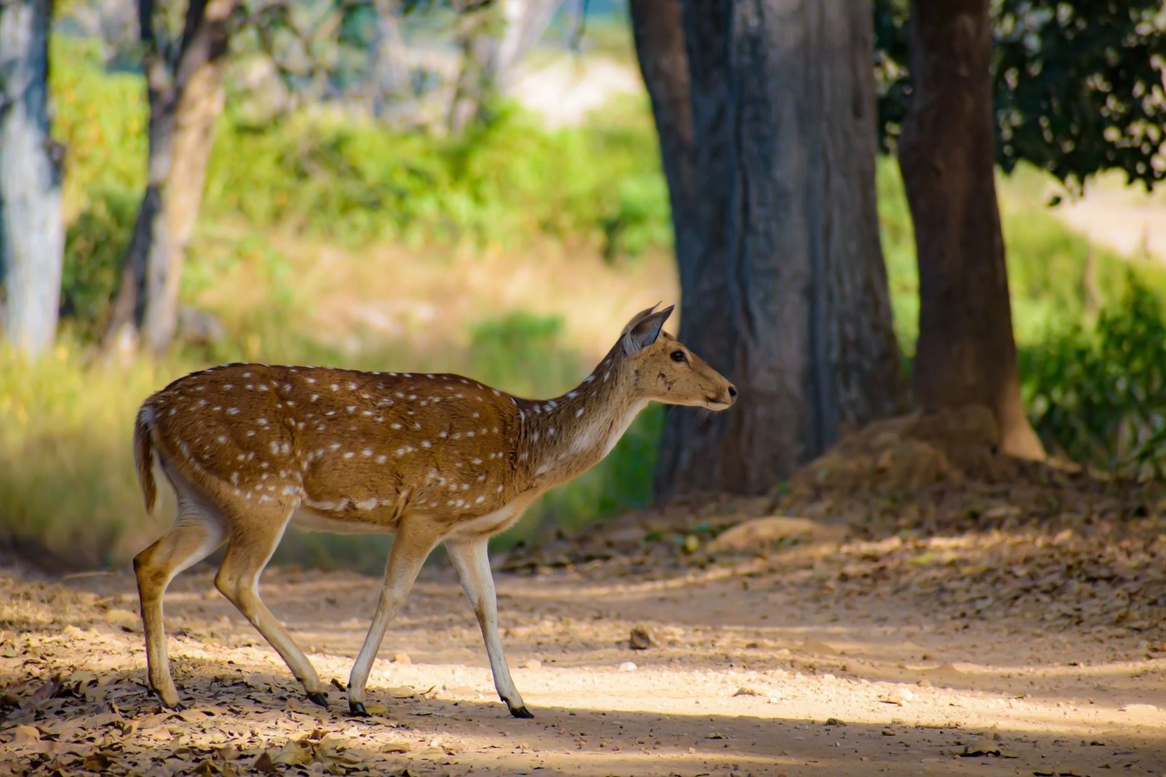 India Wildlife Journey
