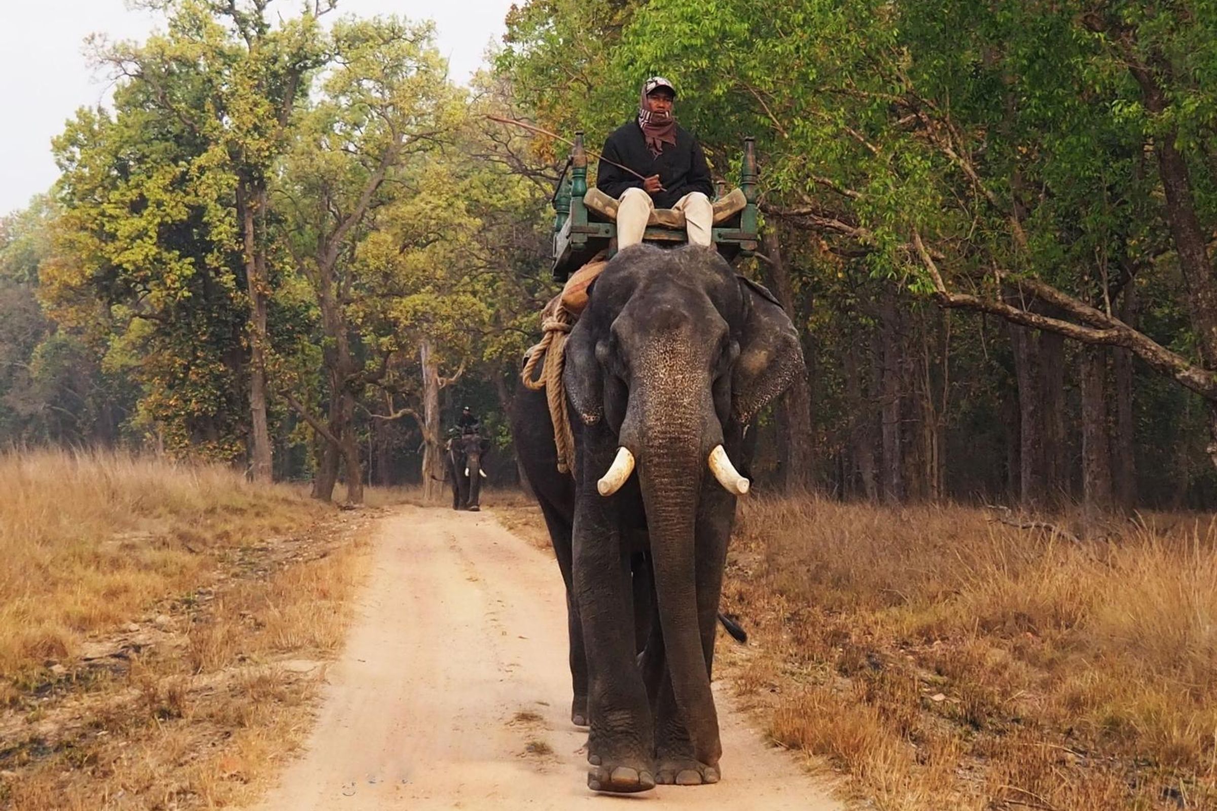 India Wildlife Journey