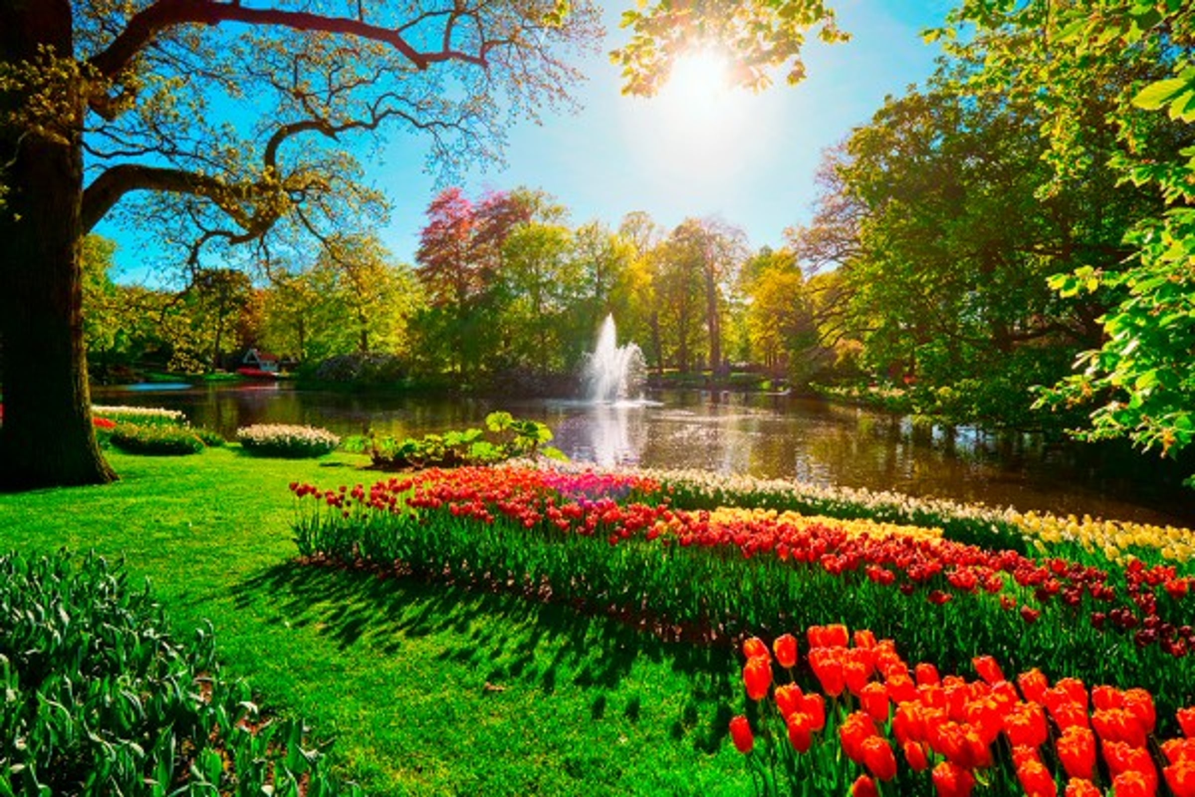 Private Day Trip to Keukenhof Gardens