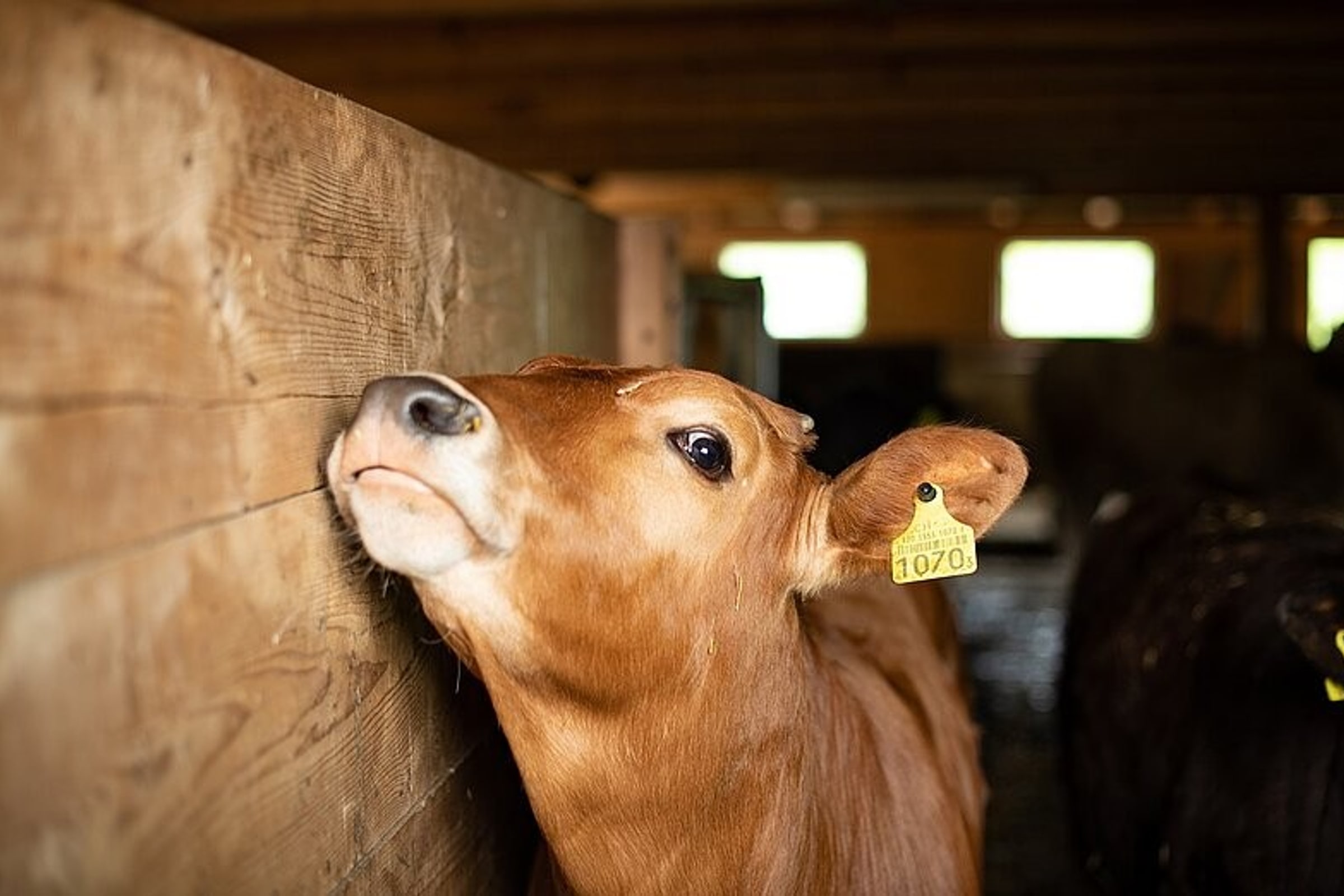 Appenzell- Mountain, Farm Visit & Cheese Tasting