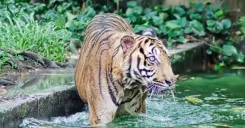 Zoo Negara Admission Ticket (National Zoo of Malaysia)