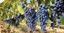 Chianti Half-day Wine Tour in the Tuscan's Hills from Pisa