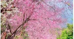 Kawazu-zakura Joren Falls & Nanohana Tour from Tokyo with All-You-Can-Eat Strawberry Picking