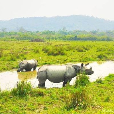 Kaziranga