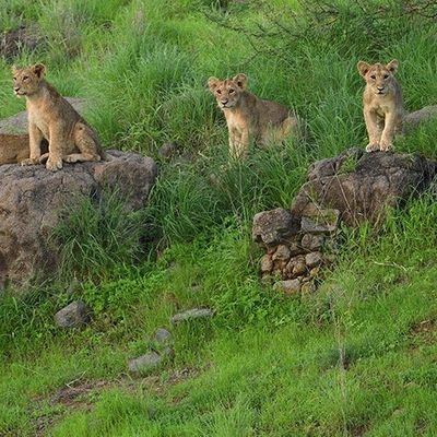 Gir National Park