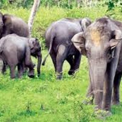 Bandipur National Park