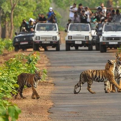 Bandhavgarh National Park