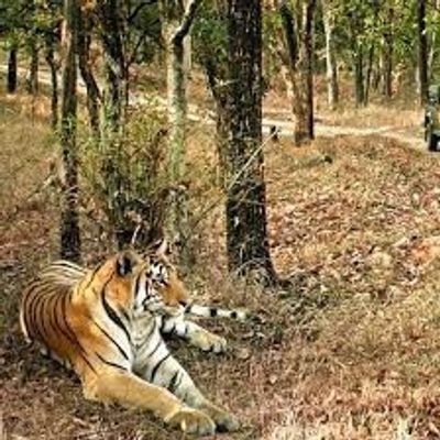 Kanha National Park