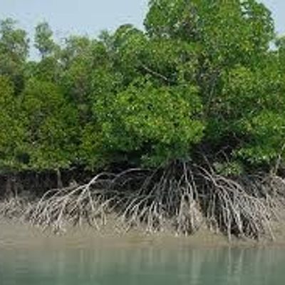 Sunderbans
