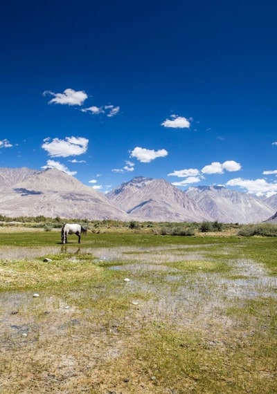 Leh