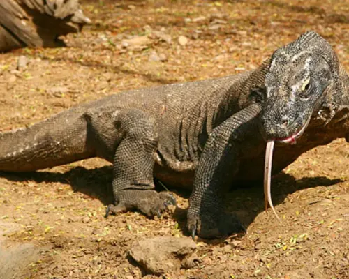 Bali Reptile Park Ticket