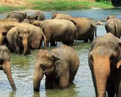Pinnawala Elephant Orphanage Day Tour from Kandy