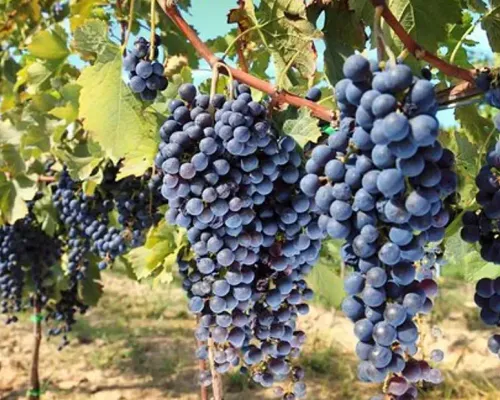 Chianti Half-day Wine Tour in the Tuscan's Hills from Pisa