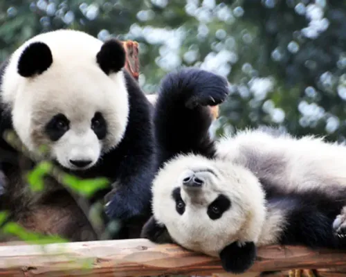 Chengdu Panda Base Private Day Tour and Sichuan Cooking Class