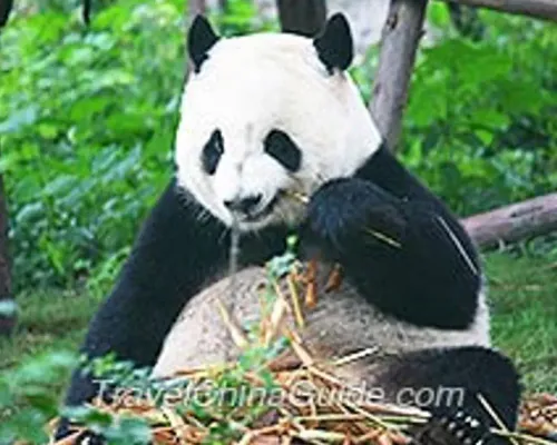 Chengdu Panda Base Private Half Day Tour