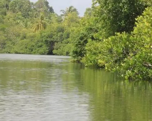 Balapitiya River Safari and Nature Tour from Galle