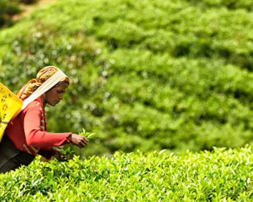 Nuwara Eliya Day Tour from Kandy