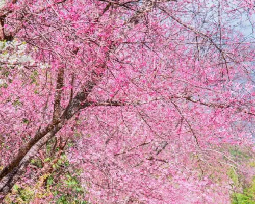 Kawazu-zakura Joren Falls & Nanohana Tour from Tokyo with All-You-Can-Eat Strawberry Picking