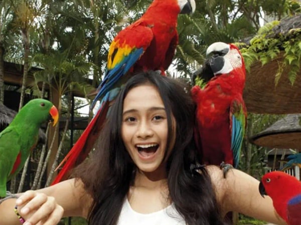 Bali Bird Park Ticket