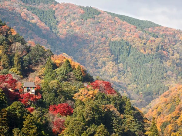 Kyoto Small-group Minivan Tour