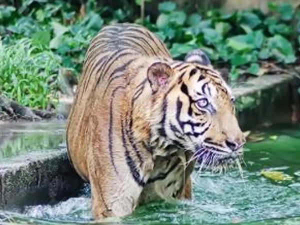 Zoo Negara Admission Ticket (National Zoo of Malaysia)