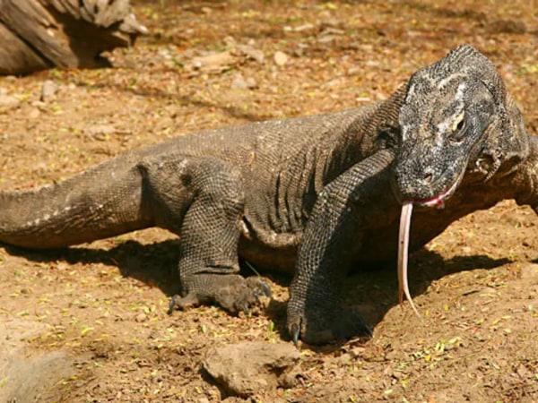 Bali Reptile Park Ticket