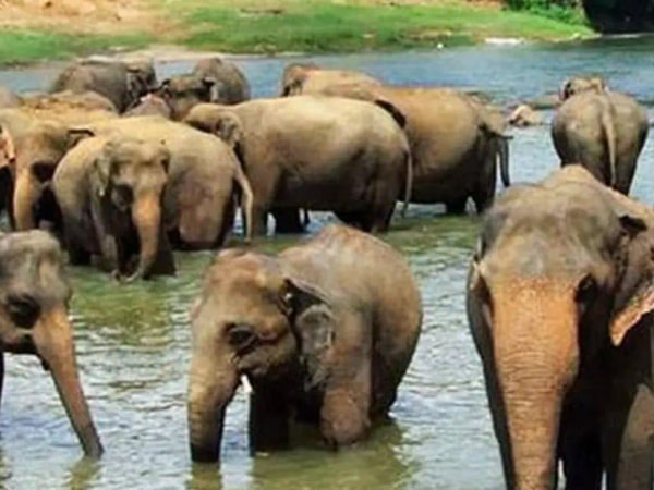 Pinnawala Elephant Orphanage Day Tour from Kandy