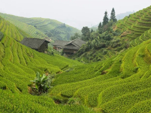 Longji Rice Terrace Fields & Minority Villages Private Day Tour
