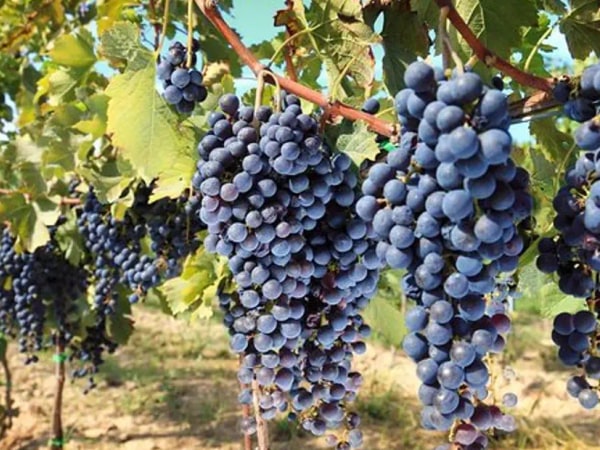 Chianti Half-day Wine Tour in the Tuscan's Hills from Pisa