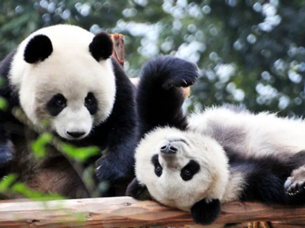 Chengdu Panda Base Private Day Tour and Sichuan Cooking Class