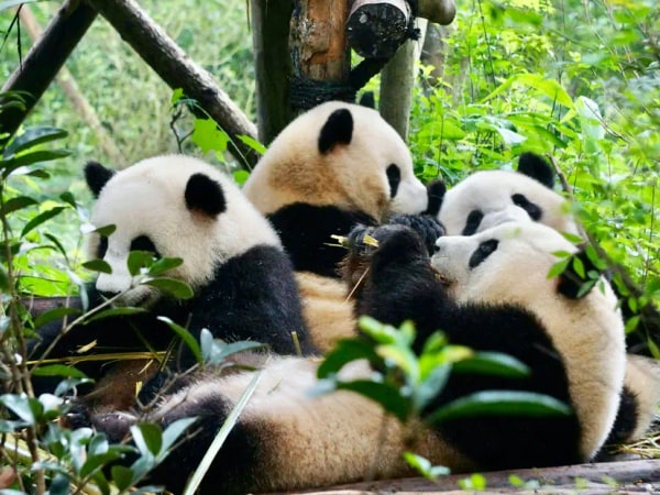 Chengdu Panda Breeding Center and Historic Private Day Tour (Dufu's Thatched Cottage, Wuhou Temple)