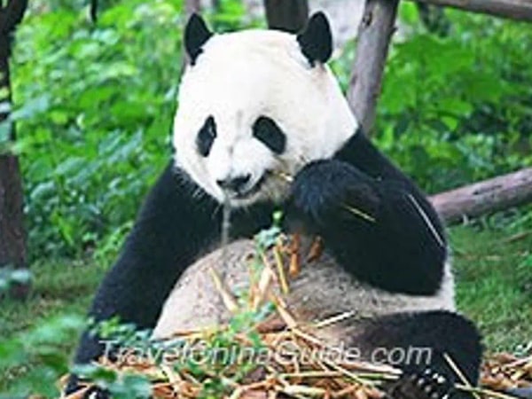 Chengdu Panda Base Private Half Day Tour