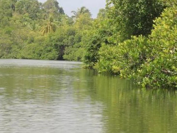 Balapitiya River Safari and Nature Tour from Galle