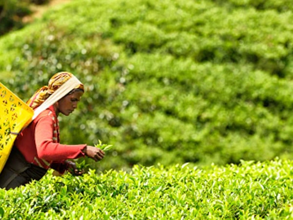 Nuwara Eliya Day Tour from Kandy