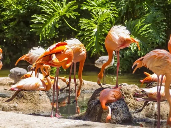 Barcelona Zoo Ticket