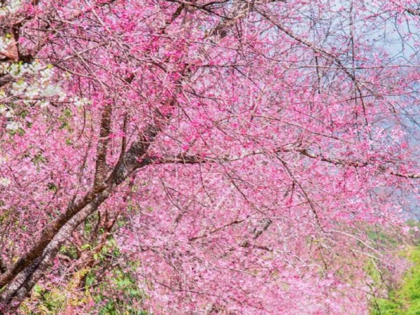 Kawazu-zakura Joren Falls & Nanohana Tour from Tokyo with All-You-Can-Eat Strawberry Picking