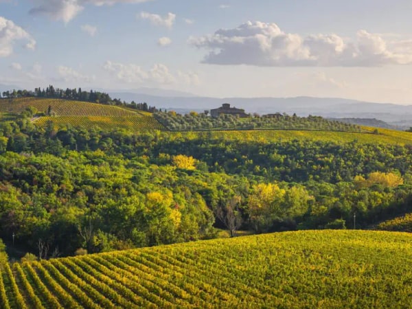 Highlights of Tuscany with Lunch in a Chianti Winery
