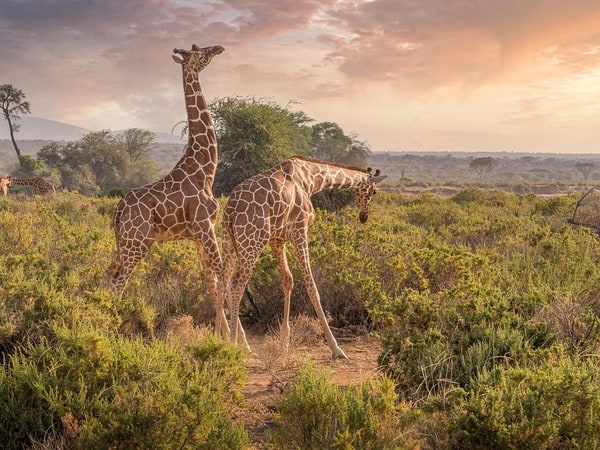 Kenya