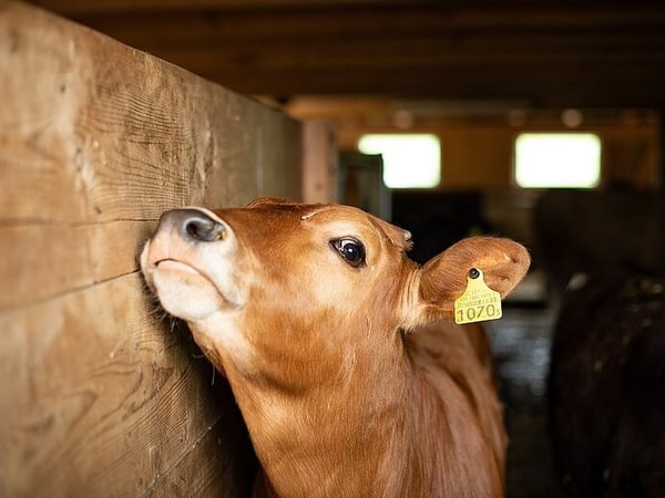 Appenzell- Mountain, Farm Visit & Cheese Tasting