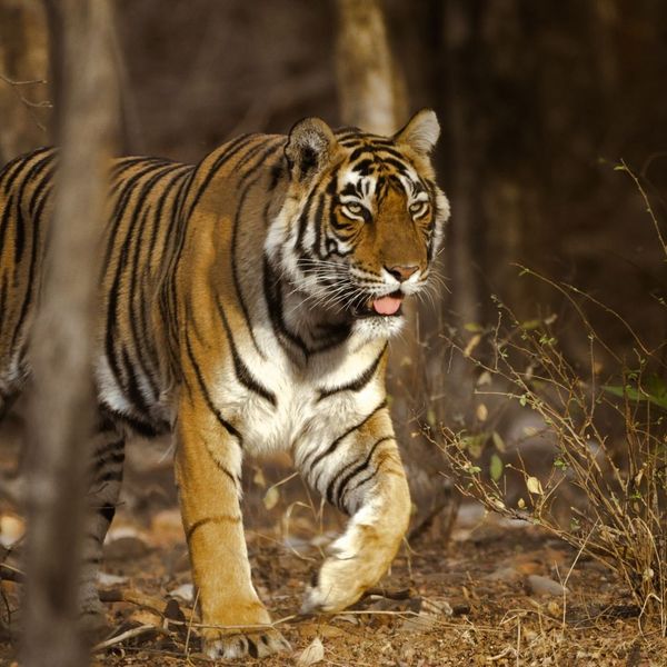 India Wildlife Journey