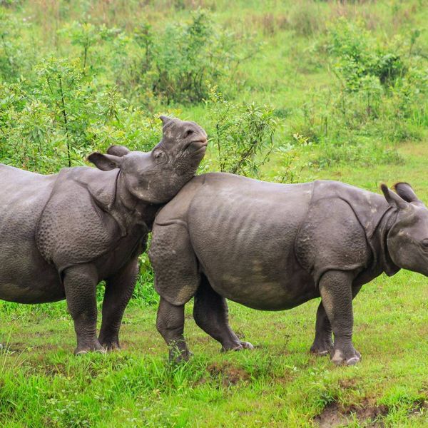13 Days North East India Tour