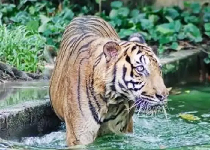 Zoo Negara Admission Ticket (National Zoo of Malaysia)
