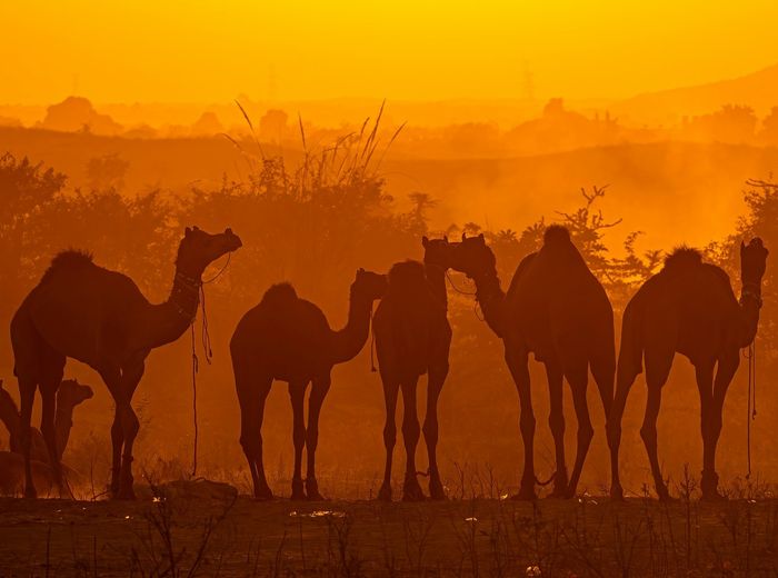 Pushkar Fair 2026: Experience Rajasthan's Most Colorful Cultural Festival