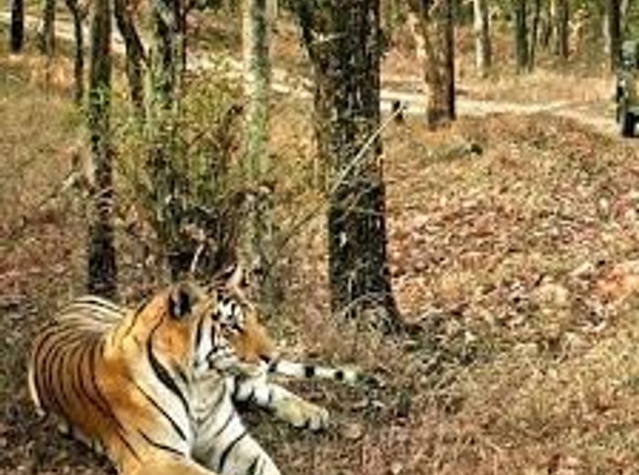 Wildlife Tours in India