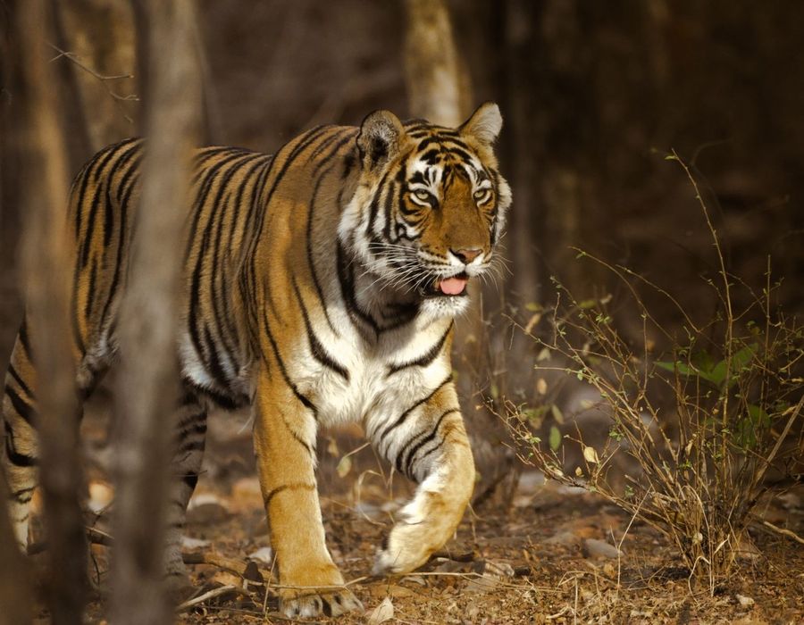India Wildlife Journey